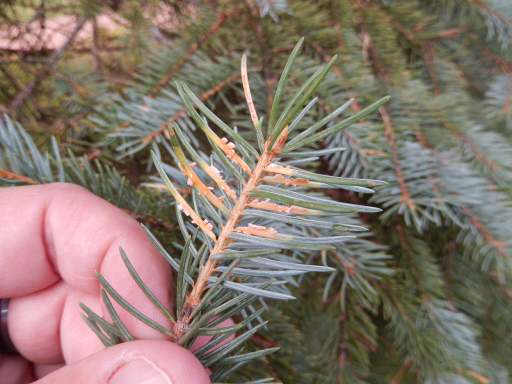 Spruce needle rust