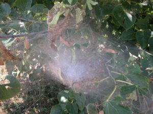Fall webworm web