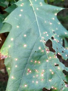 The small round leaf spots characteristic of infection by Cylindrosporium fungi
