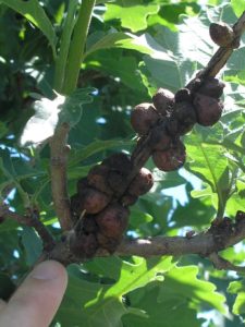 Round hard galls from oak bullet gall wasps can impact growth of young oaks if the population is high enough.