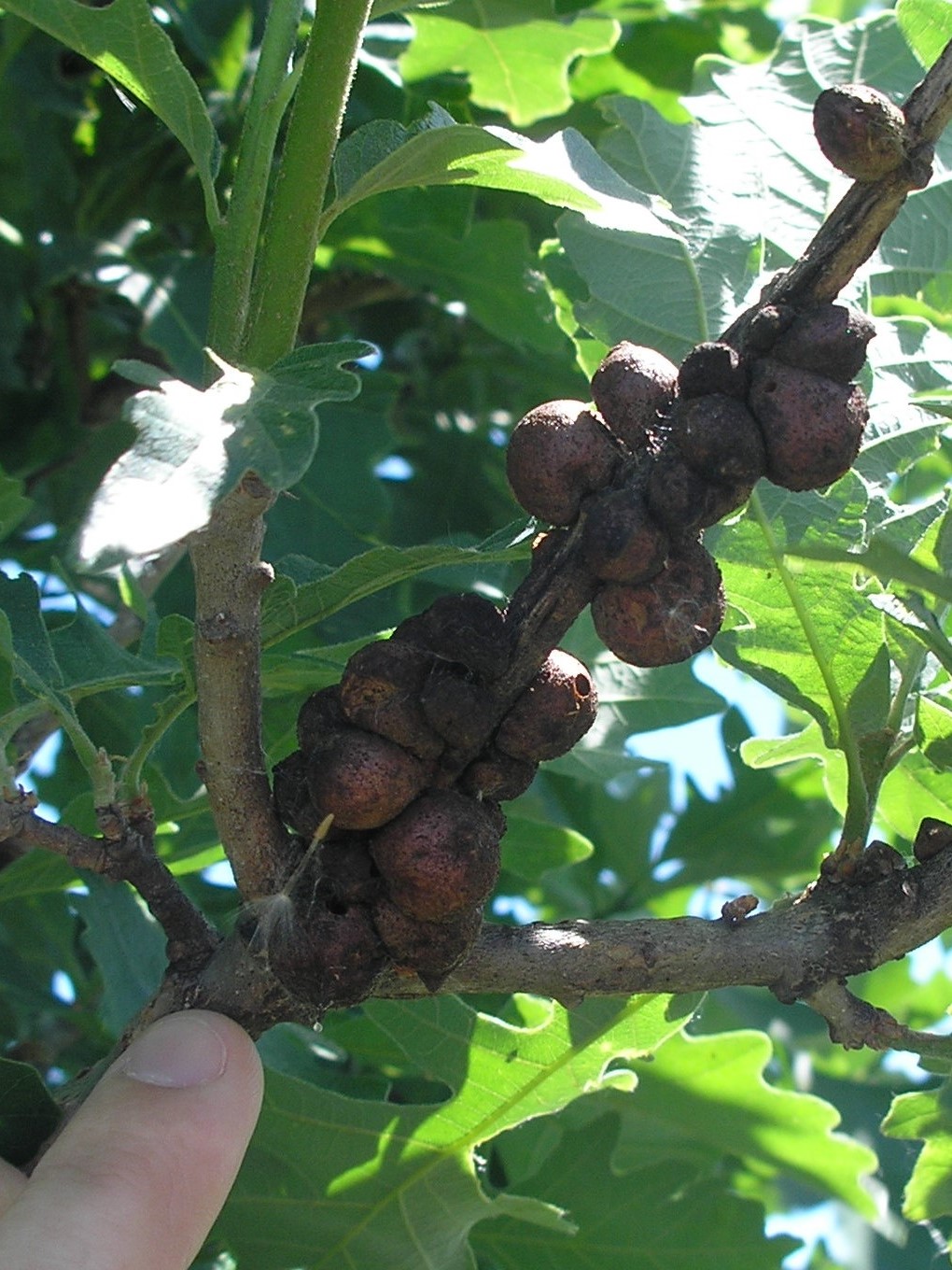 Oak bullet gall