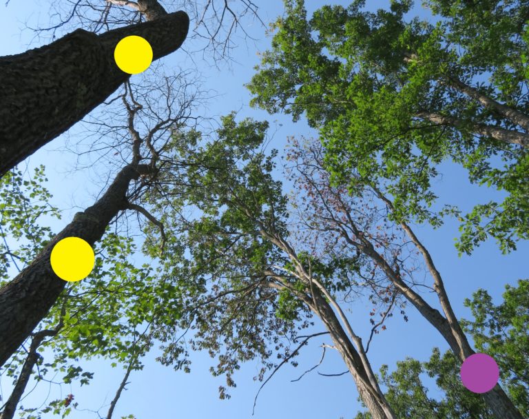 Oak wilt continues to be found in the north