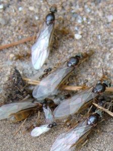A mass emergence of winged ants. Large ones are unmated females and smaller ones are males. They will fly off to mate and start their own colonies. Photo by Mike Kamke.