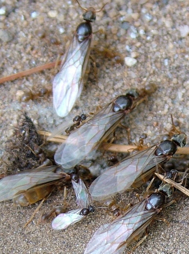 Winged ants