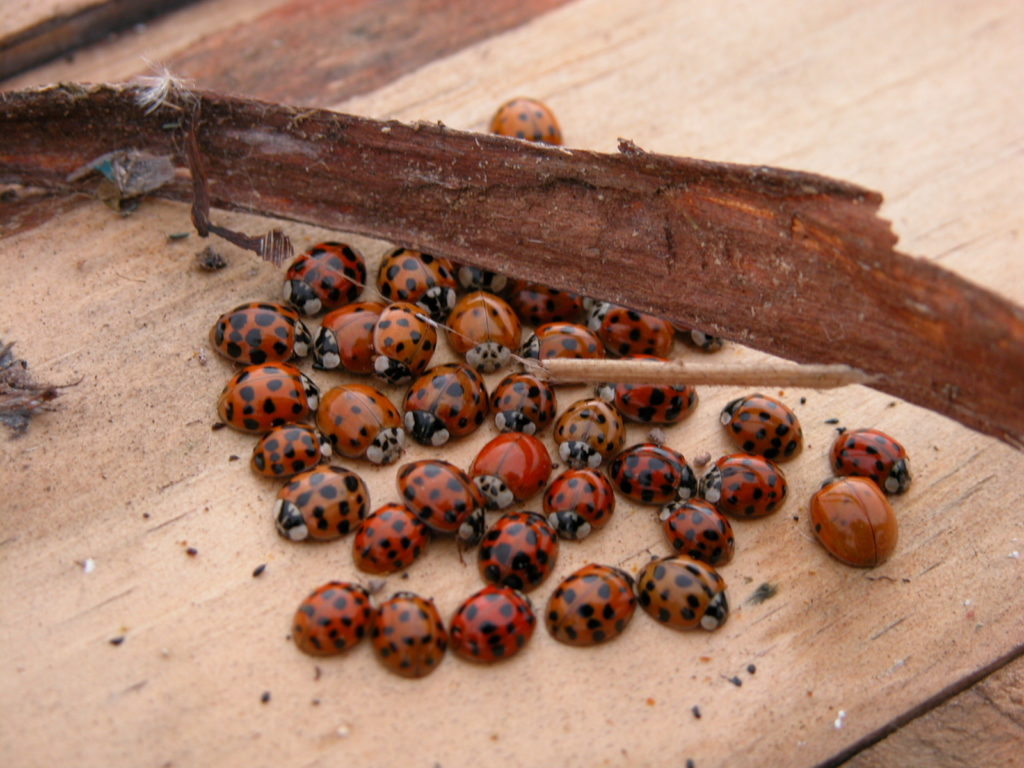 Ladybugs, boxelder bugs and others that want to live in your house