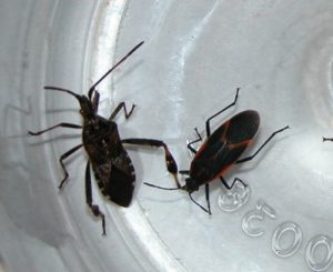 Western conifer seed bugs (sometimes called leaf footed bugs) on the left, and boxelder bugs on the right, also congregate in the fall as they look for warm protected places to spend the winter.