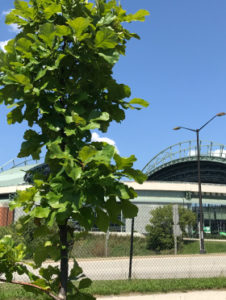 tree planted outside Miller Park