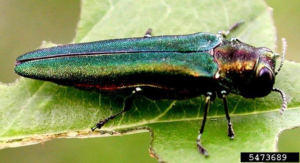 An adult emerald ash borer.