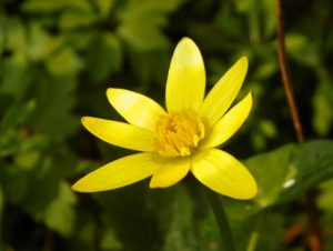 Lesser celandine flower