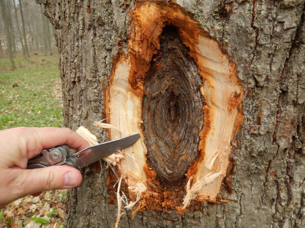 Basswood bark “explosions” caused by Nectria cankers