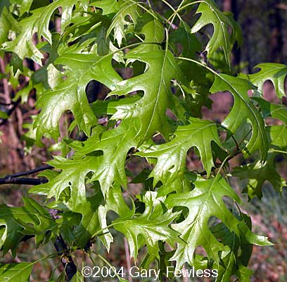 Protect oak trees from oak wilt by waiting until after July to prune