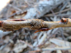 Forest tent caterpillar eggs form a band around an aspen twig. The protective hairs coating the eggs have been removed to show the eggs. Photo: Linda Williams