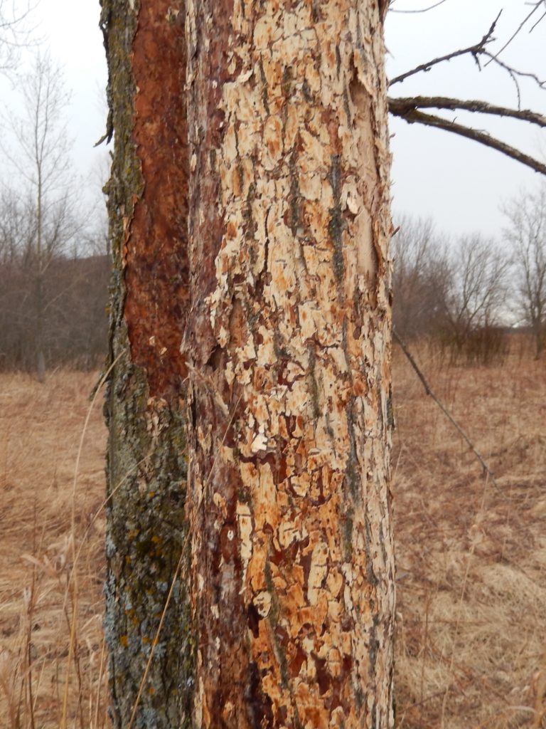 Woodpecker damage is easy to spot during the winter
