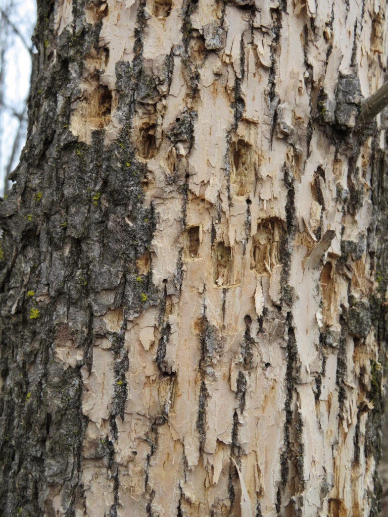 Woodpecker damage is easy to spot during the winter