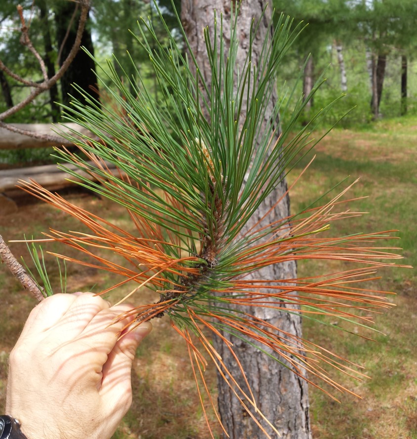 Region-wide needle tip browning on red pine