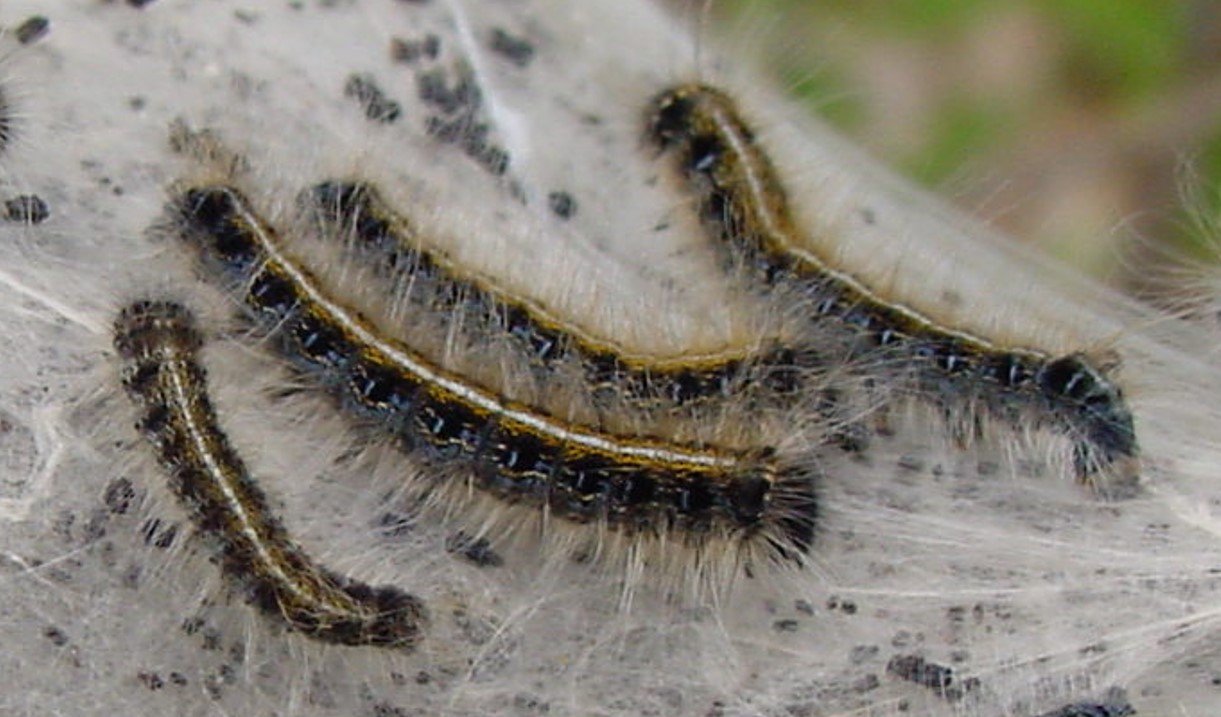 Eastern tent caterpillar and control options