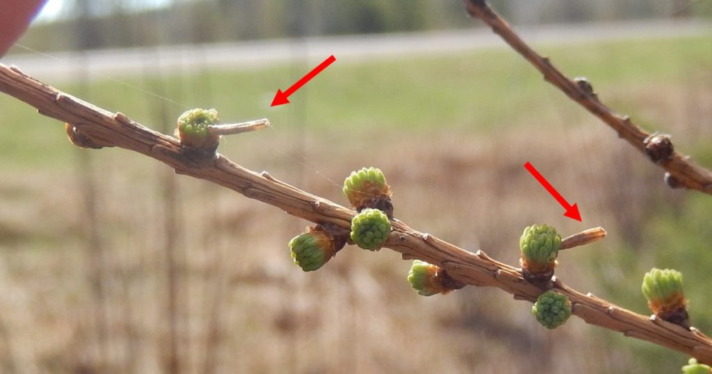 The two cigar-shaped, tan objects sticking to the newly expanding needles of this tamarack tree are larch casebearer caterpillars, feeding on the foliage.