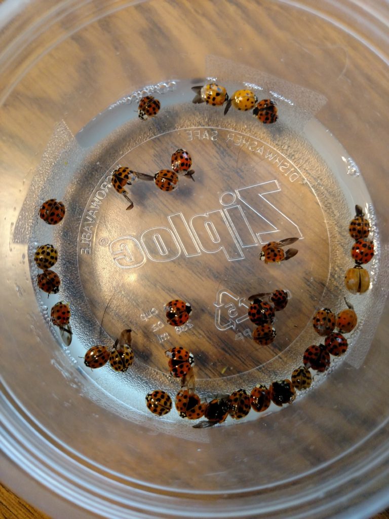 One option for removal of ladybugs from your home is to flick them into a small container containing soapy water, which will kill them. 