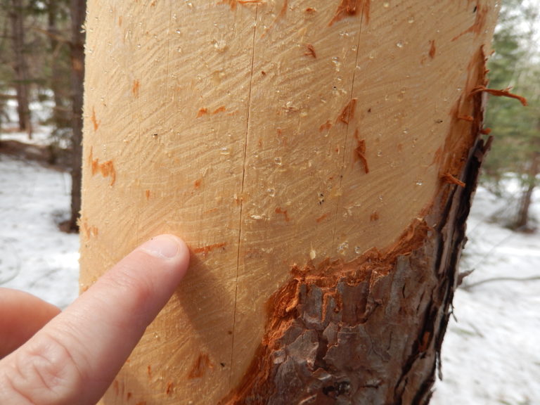 Porcupine and squirrel damage on trees