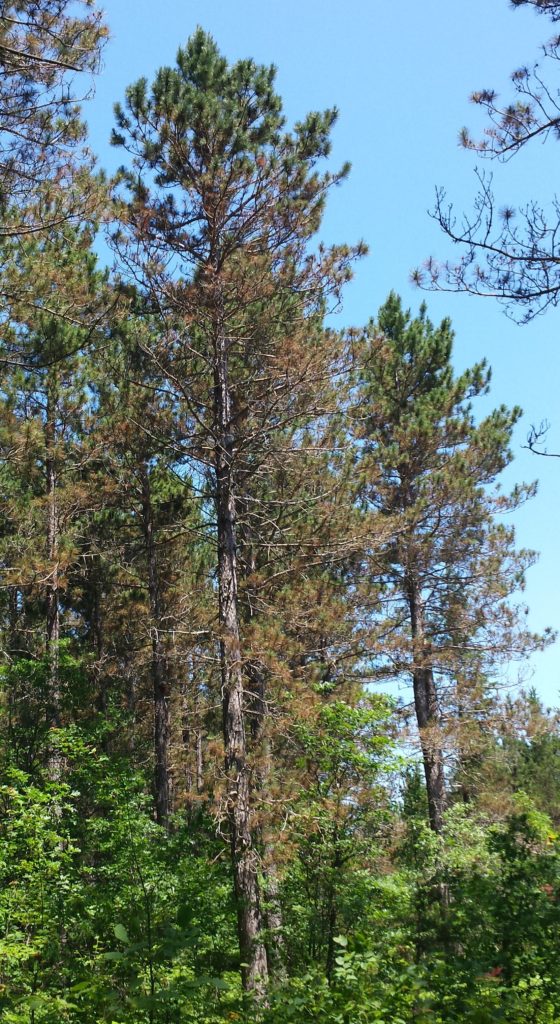 Region-wide needle tip browning on red pine