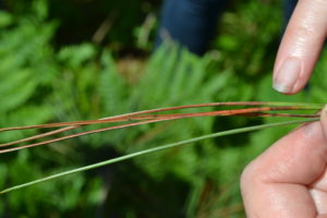 Needle tip browning on two-year-old red pine needles