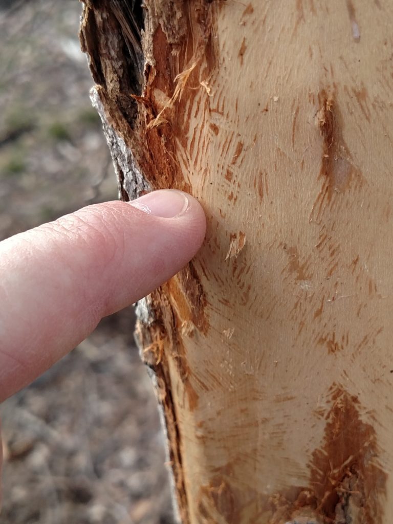 This maple bark was eaten by a squirrel. You can see where the tiny incisors scraped the bark down to the wood.