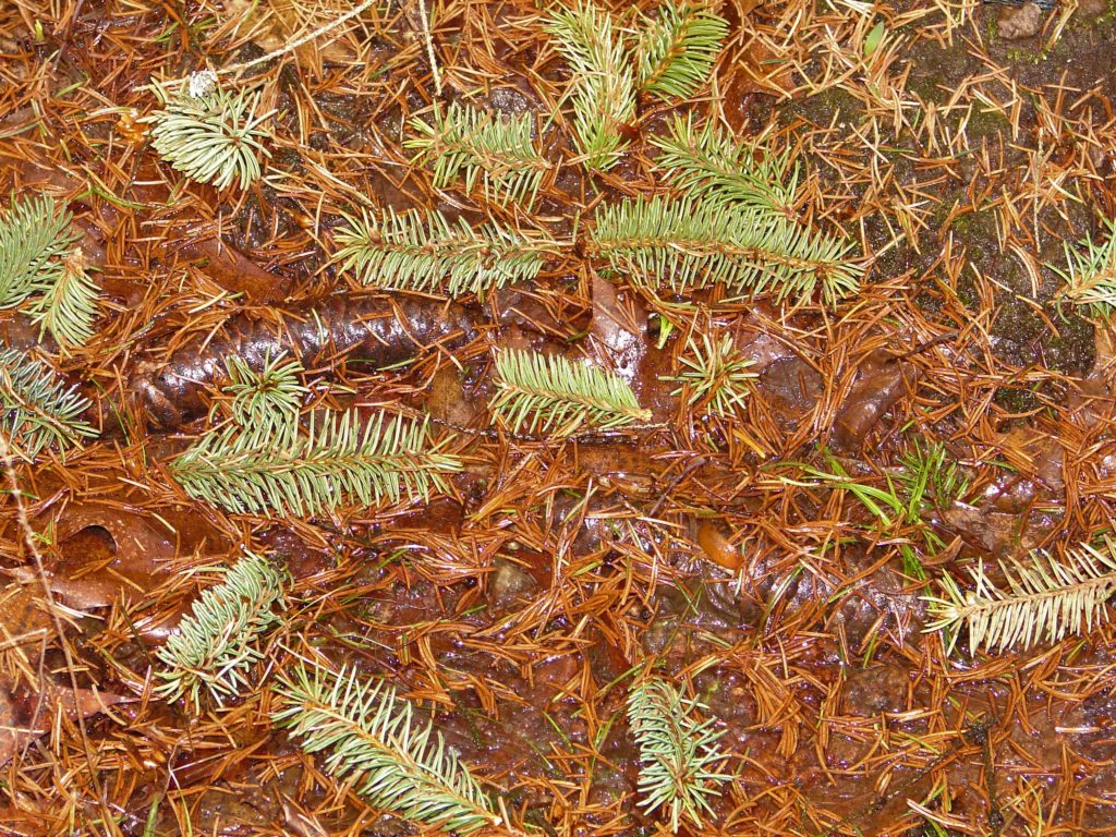 Spruce branch tips litter the ground where squirrels dropped them after clipping them from the tree. Although it can look alarming it rarely does enough damage to affect the overall health of the tree.