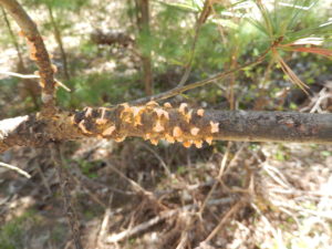 Orange pustules erupt from the canker to produce spores that will infect the secondary host Ribes (gooseberry). 