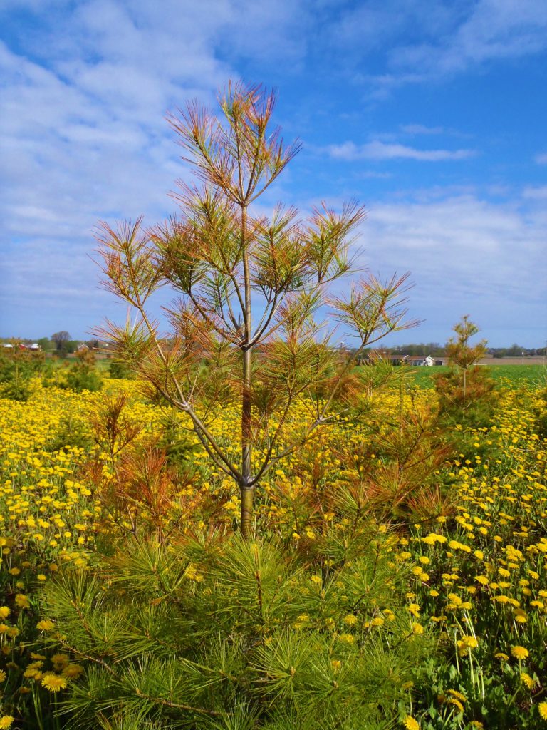 Browning on spruce and other conifers due to winter drying