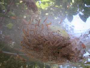 A silken nest full of caterpillars, excrement and debris. Photo: Todd Lanigan
