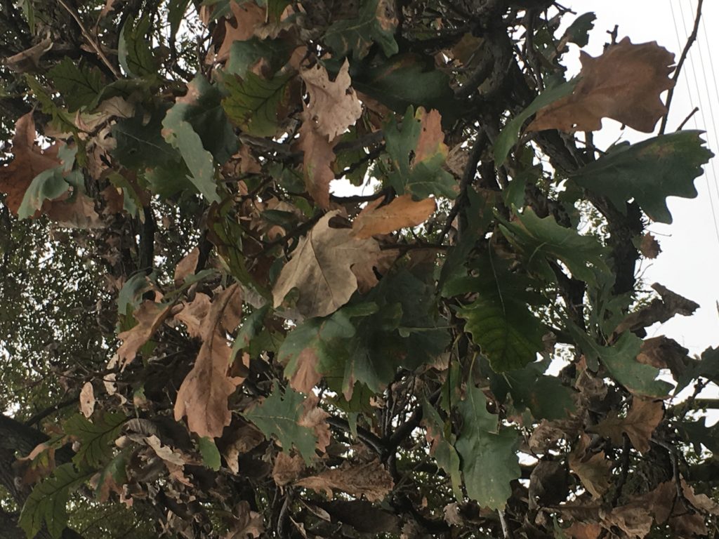 Leafbrowning on white and burr oaks