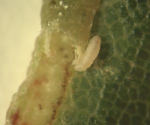 The fly larva that causes oak leaf fold galls. Photo: Mike Hillstrom