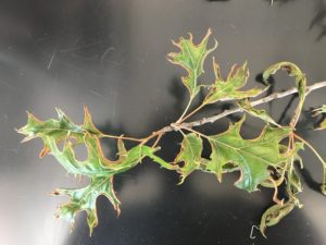 Oak leaf fold galls on red oak leaves. Photo: Mike Hillstrom