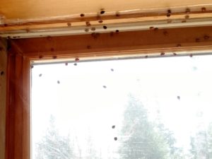 After spending winter inside, ladybugs emerge and try to get outside to begin feeding. Photo: Linda Williams