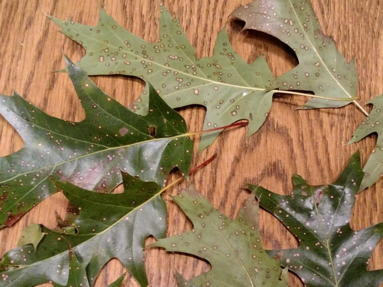 Oak leaves dropping (but not from oak wilt)