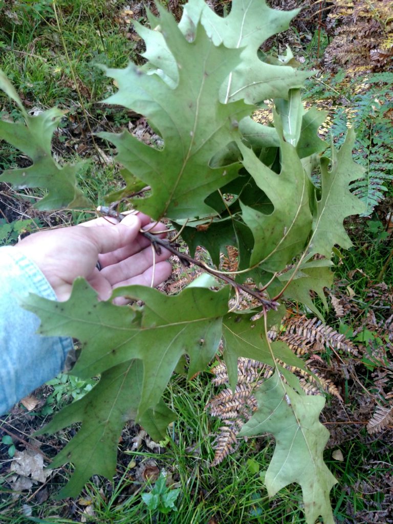 Oak branch tips laying on the ground this fall