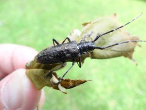 Our native pine sawyer beetle appears dusty or pitted, but is often mistaken for Asian longhorned beetle. Photo by Linda Williams.