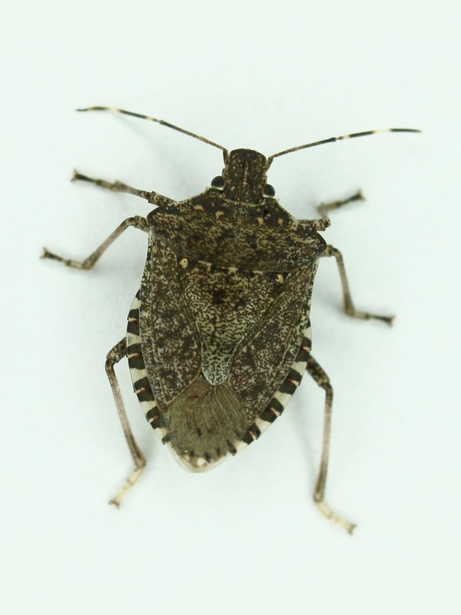 Invasive Stink Bug Numbers Increasing