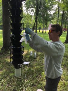 Forest health staff member Scott Schumacher is hanging a Lindgren funnel trap (12 funnels stacked to look like a tree trunk) from a tree branch to survey for non-native beetles.