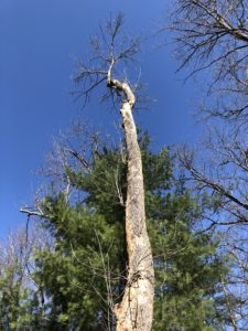 EAB-infested white ash with heavy woodpecker flecking and dead epicormic sprouts.