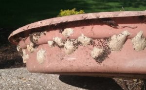 Gypsy moth larvae hatch from egg masses on outdoor bowl.