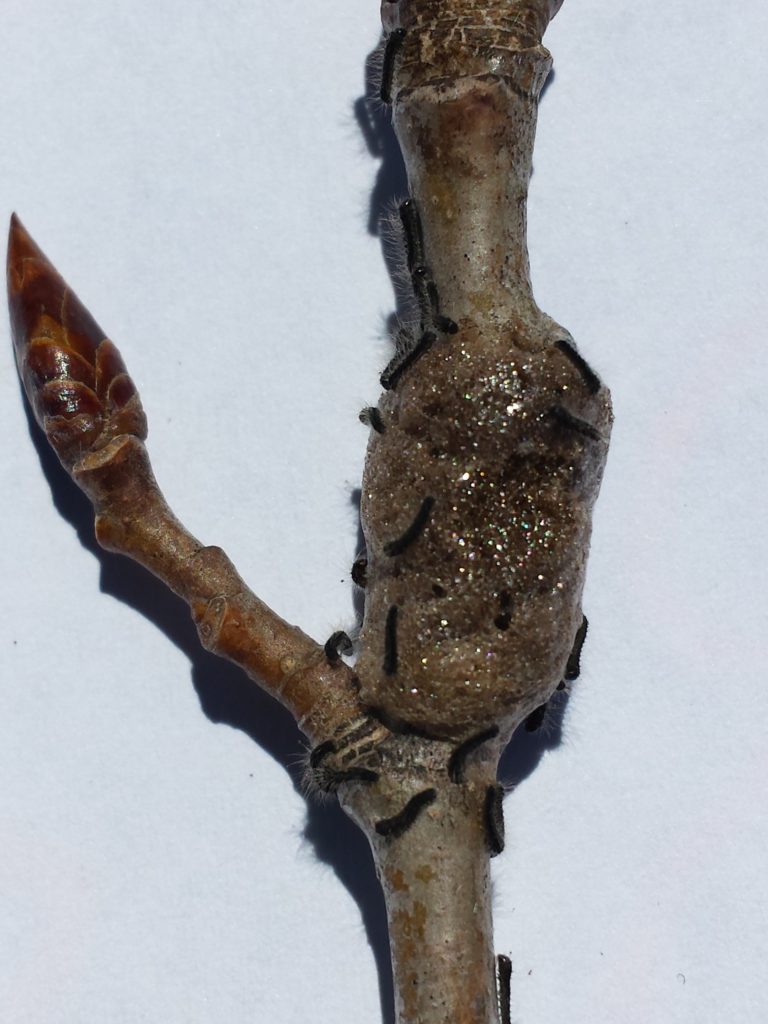 Another low year for forest tent caterpillar