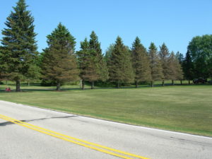 A row of spruce trees with dead branches and missing needles caused by Rhizosphaera needlecast.