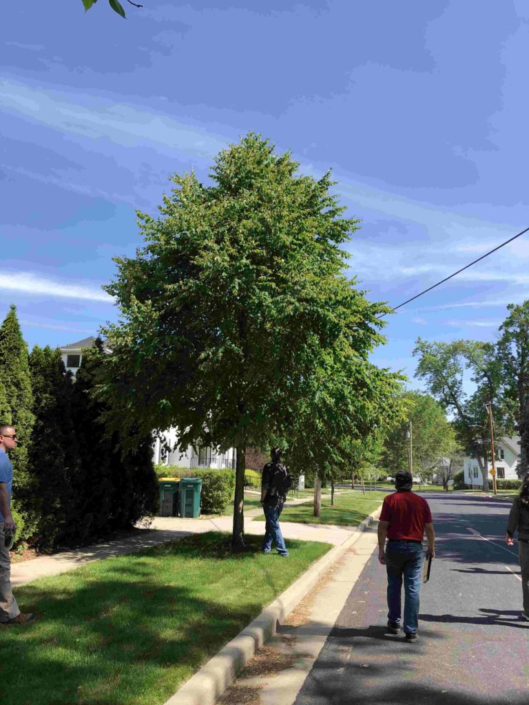 Cambridge Tree Project