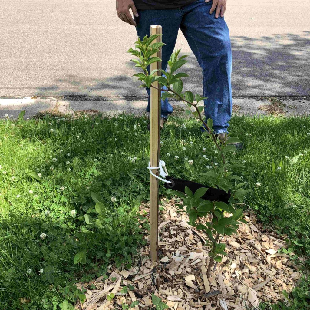 Cambridge Tree Project