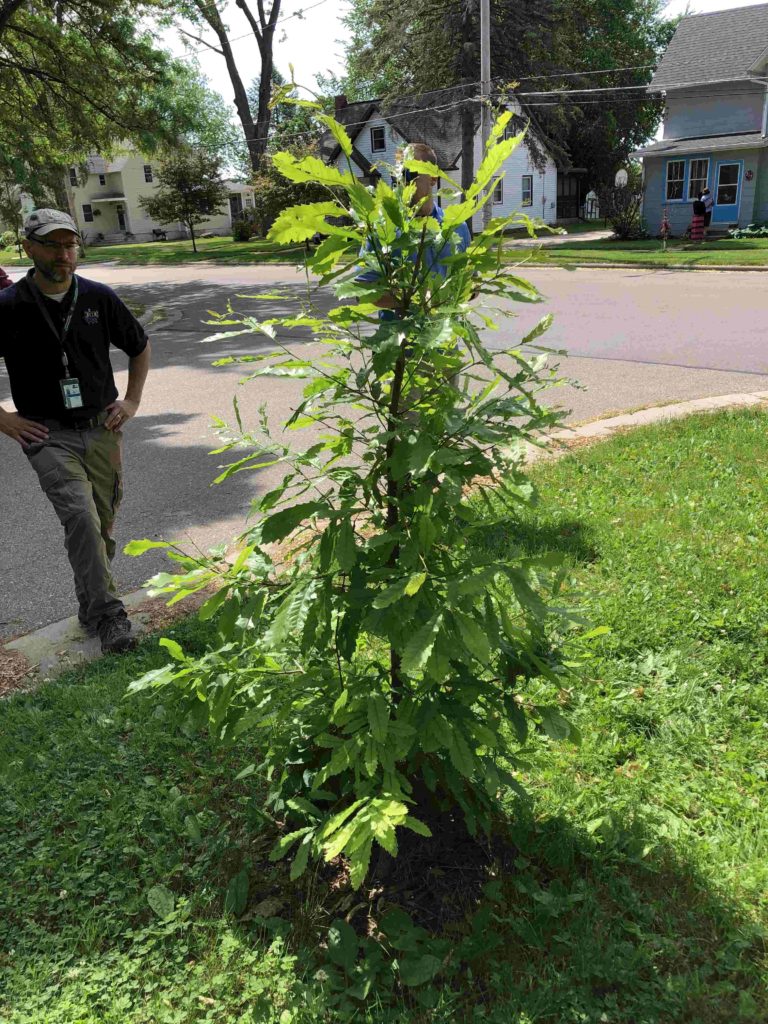 Cambridge Tree Project