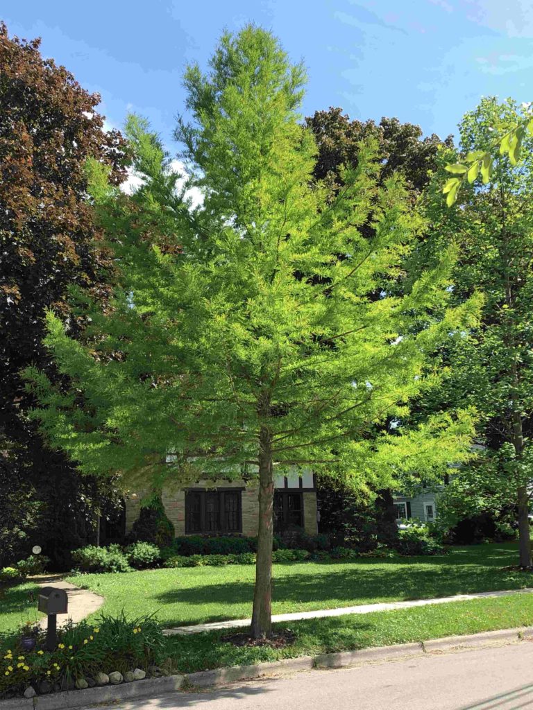 Cambridge Tree Project