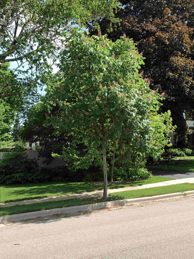 Cambridge Tree Project