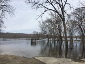 Trees being impacted by river flooding.