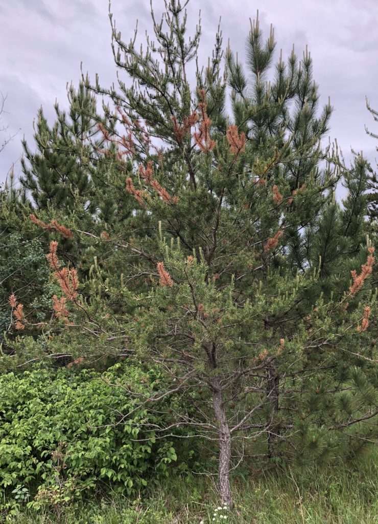 Branch flagging caused by jack pine resin midge